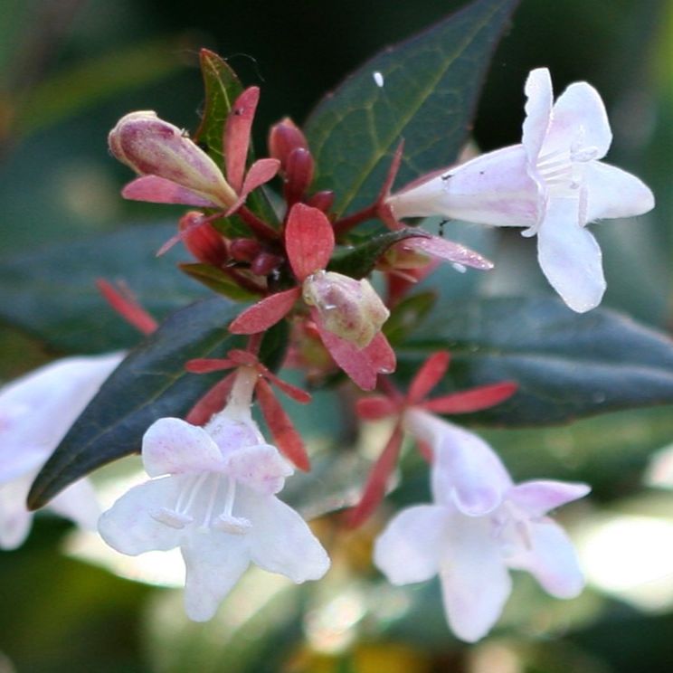 Abélia à grandes fleurs (Abelia x grandiflora) - 2kg