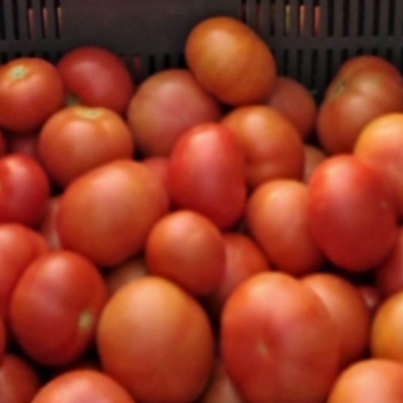 Tomates rondes: paola - 1g