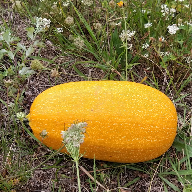 Courge Spaghetti (Petite) du jardin