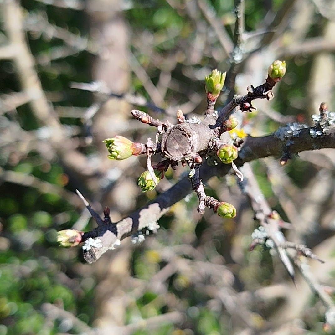 Gemmothérapie Aubépine - 30ml