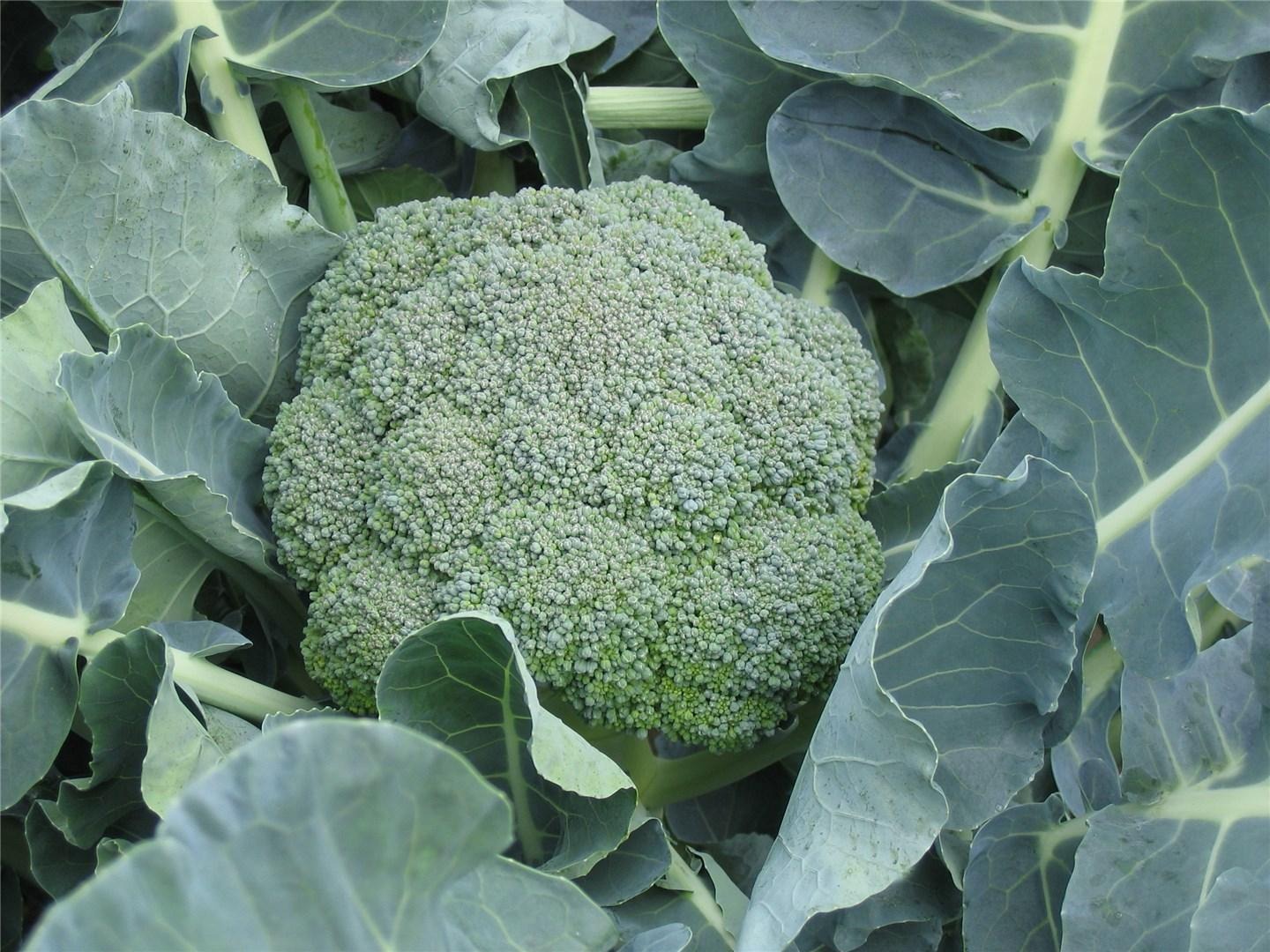 chou brocoli belstar F1