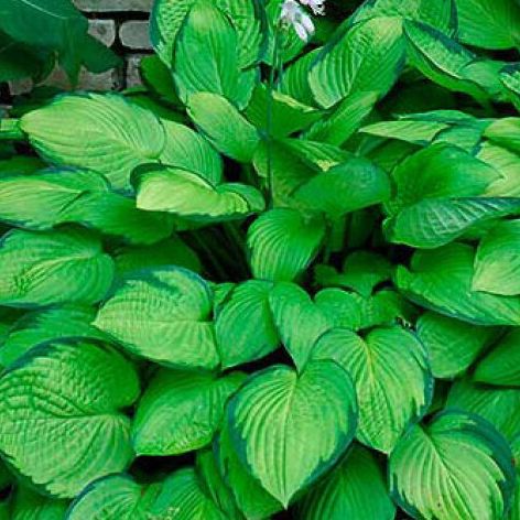 Hosta "Gold"