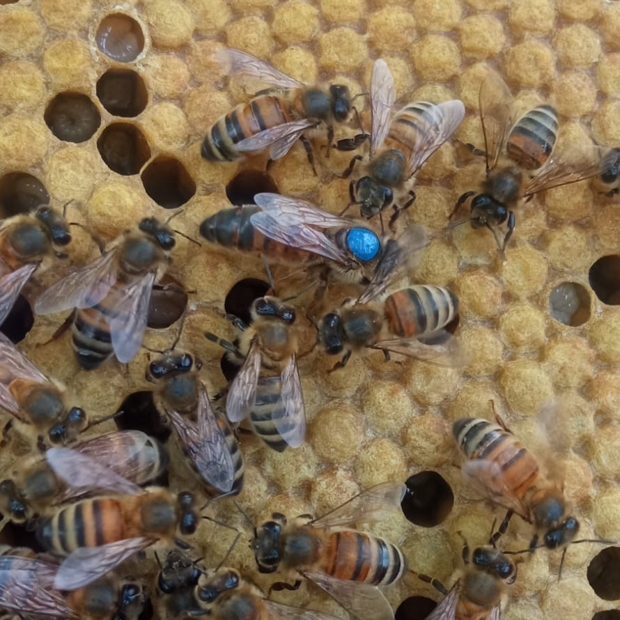 Reine Buckfast F1 sélectionnée Semaine 31