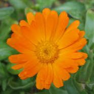Fleurs de souci (par 10)