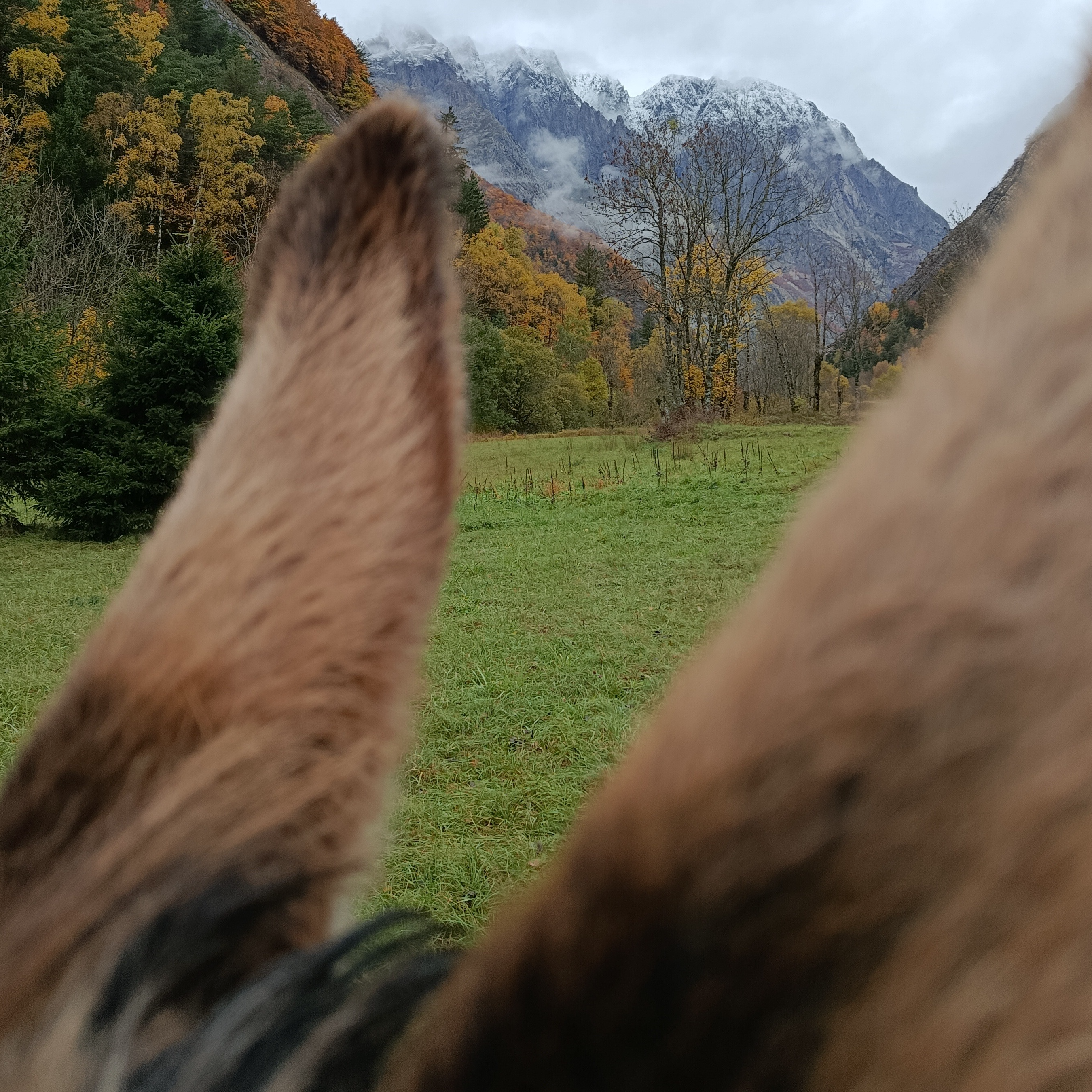 Séance de communication animale