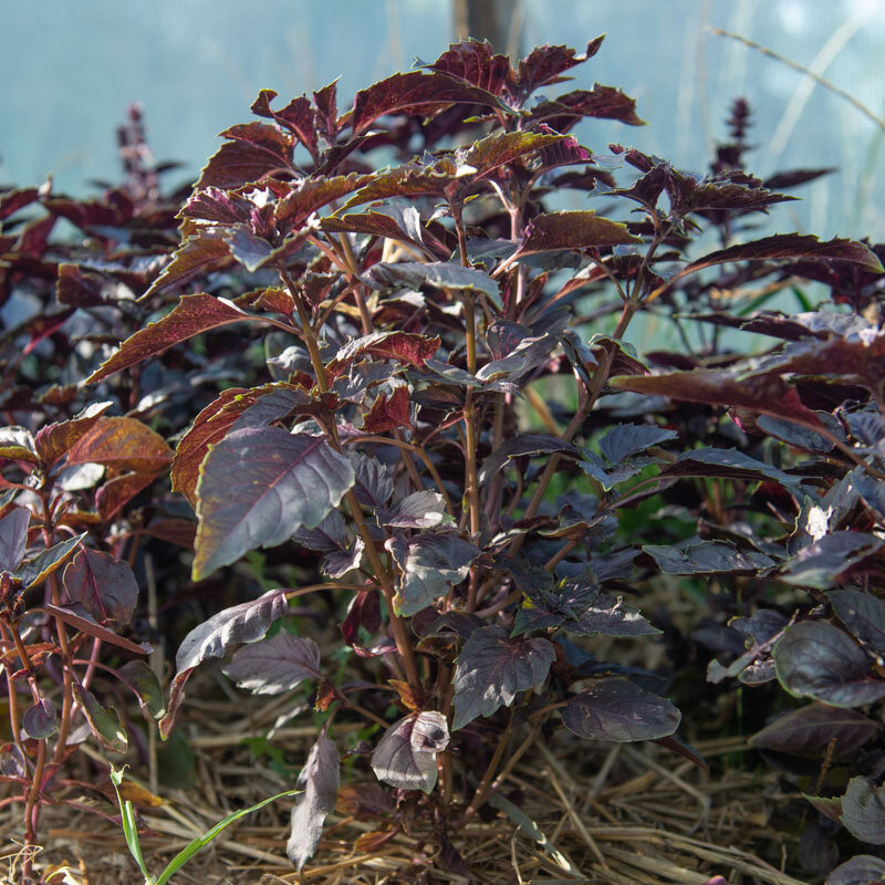 Plant aromates- Basilic Rubin
