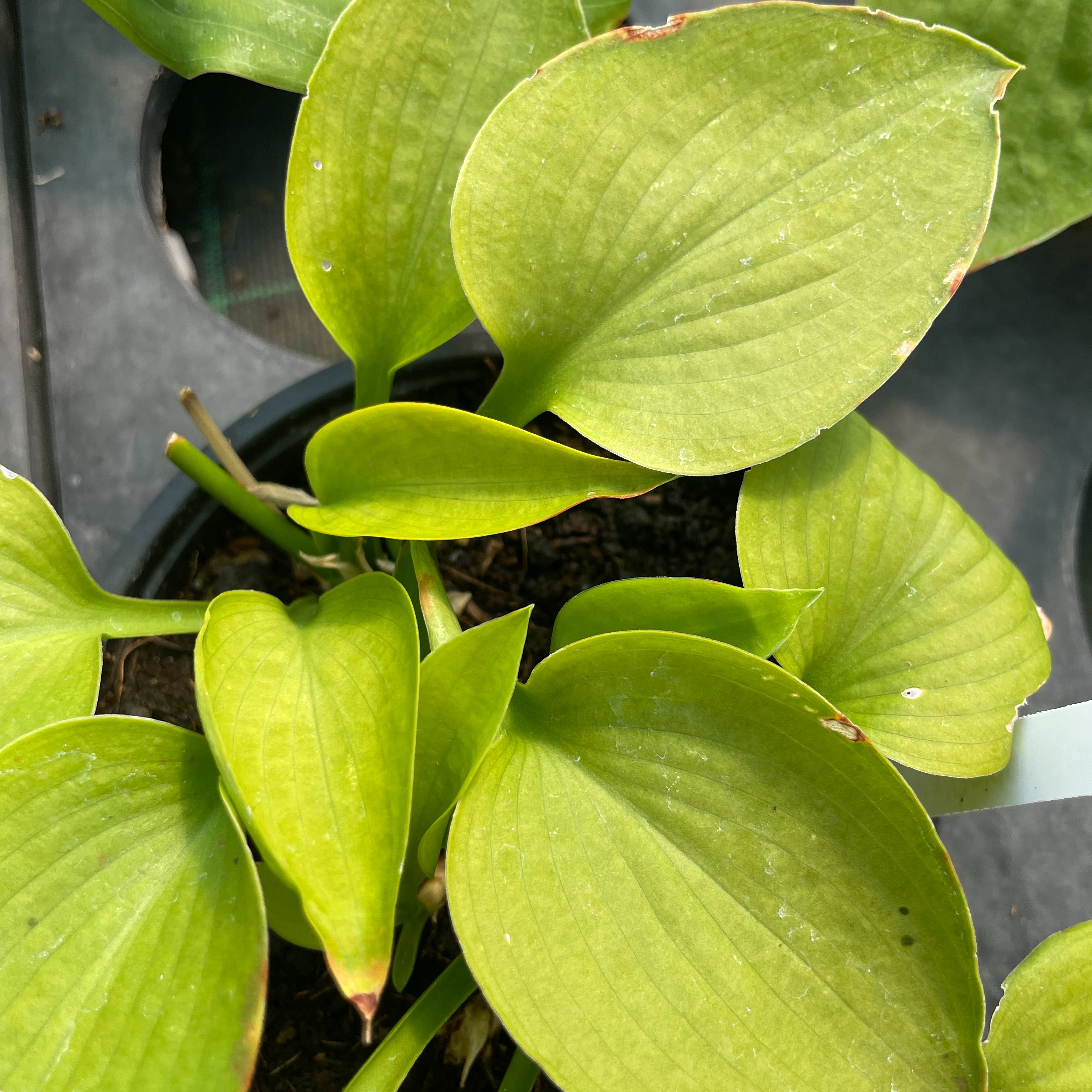 Hosta 'Golden Sunburst'