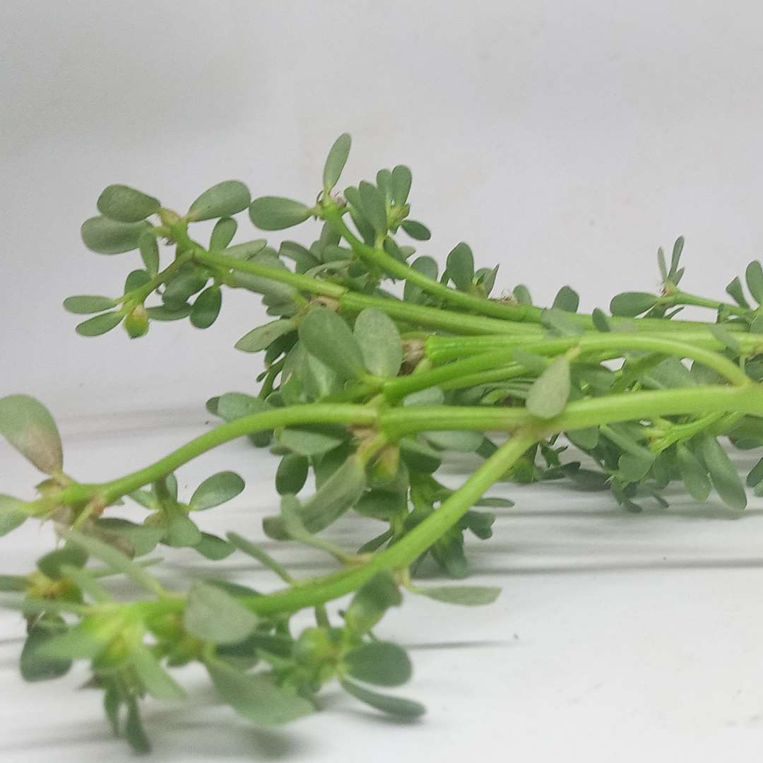 pourpier d'été par 100g