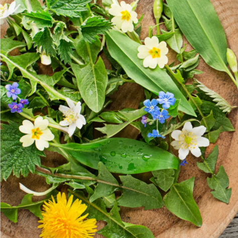 Plantes sauvages - cueillir, cuisiner, créer !