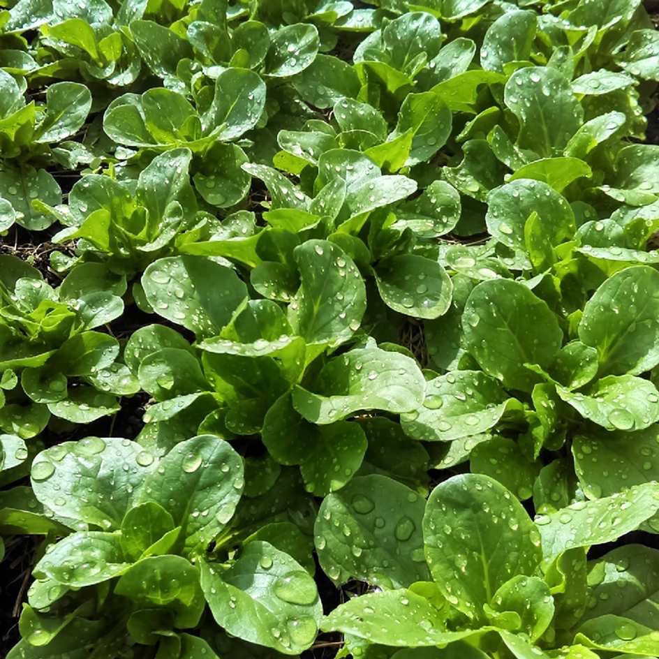 Salade ‘Mâche’ - 125g