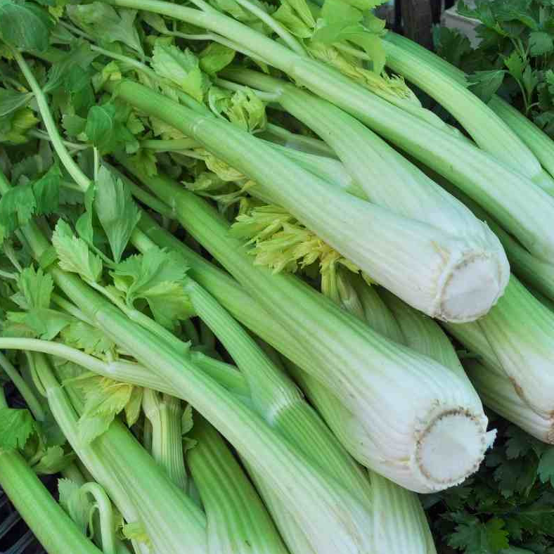 Céleri branche - botte - 350g
