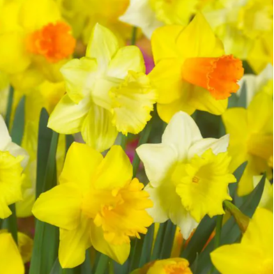 Bulbes narcisses en mélange - 280g