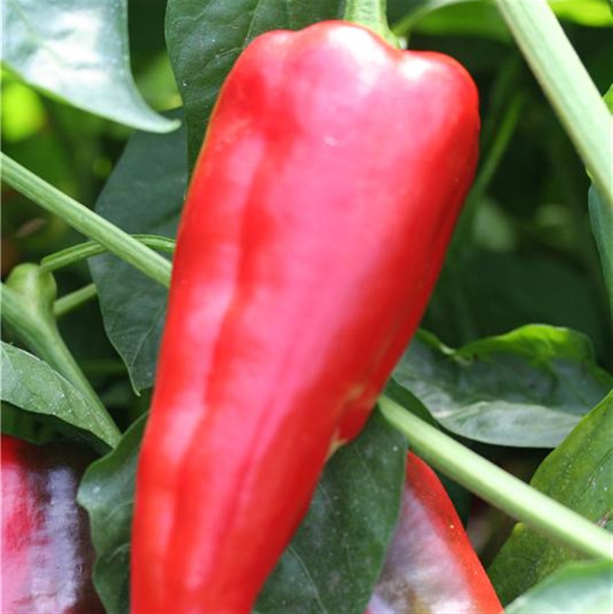 Poivron rouge corno di toro