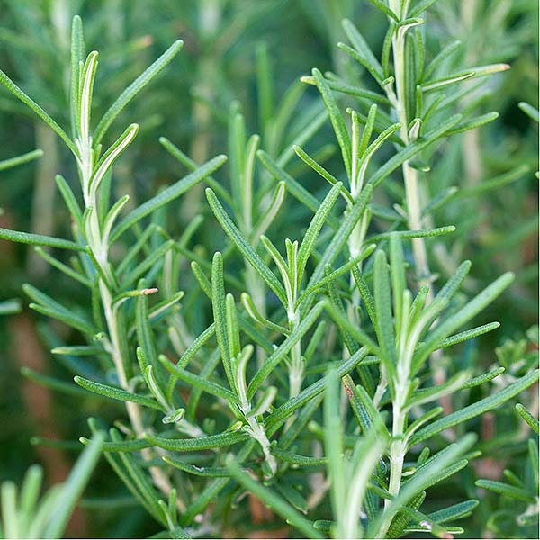 Romarin ( 5 branches )