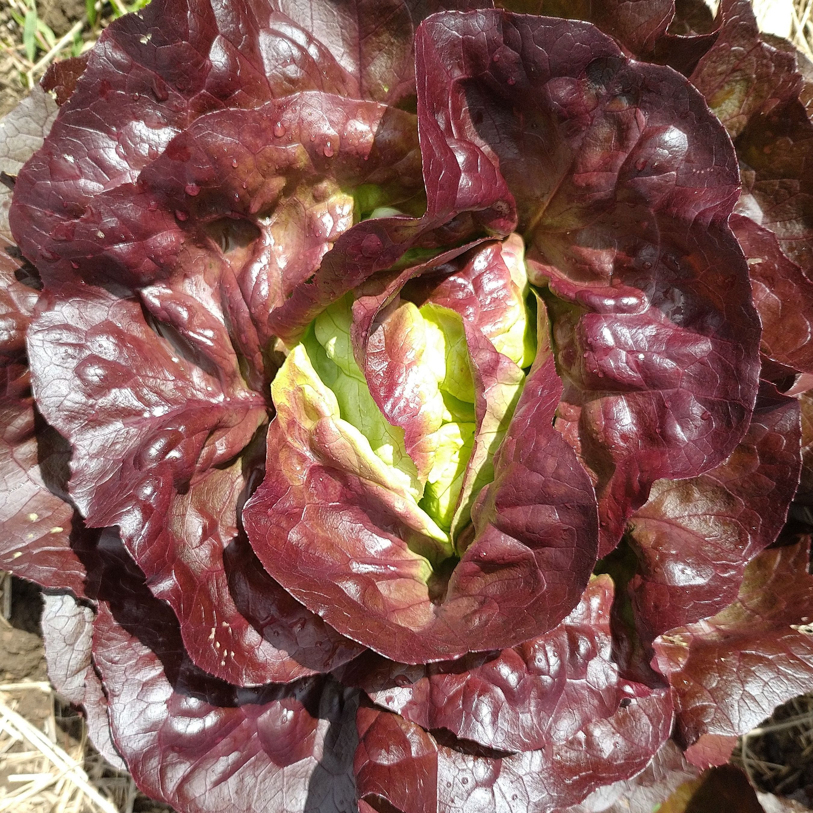 Laitue Pommée rouge