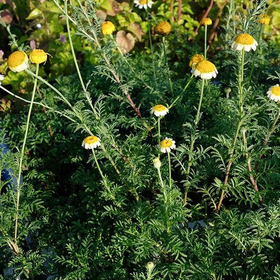 Anthemis de teinturiers