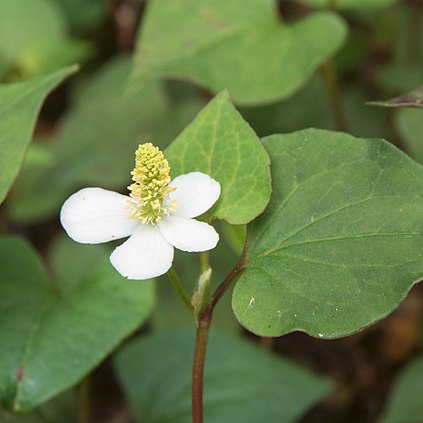 Coriandre des bois - pot 1L