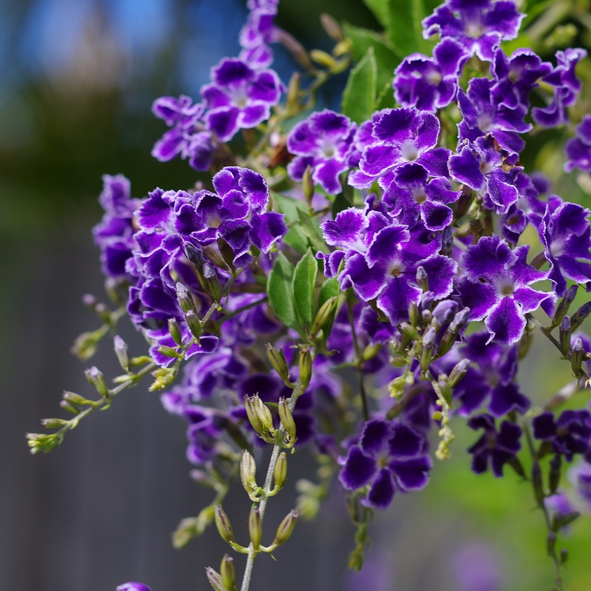 Durante, vanillié de Cayenne - 3l
