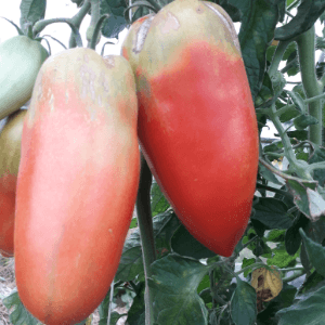 PLANT DE TOMATE Andine Cornue