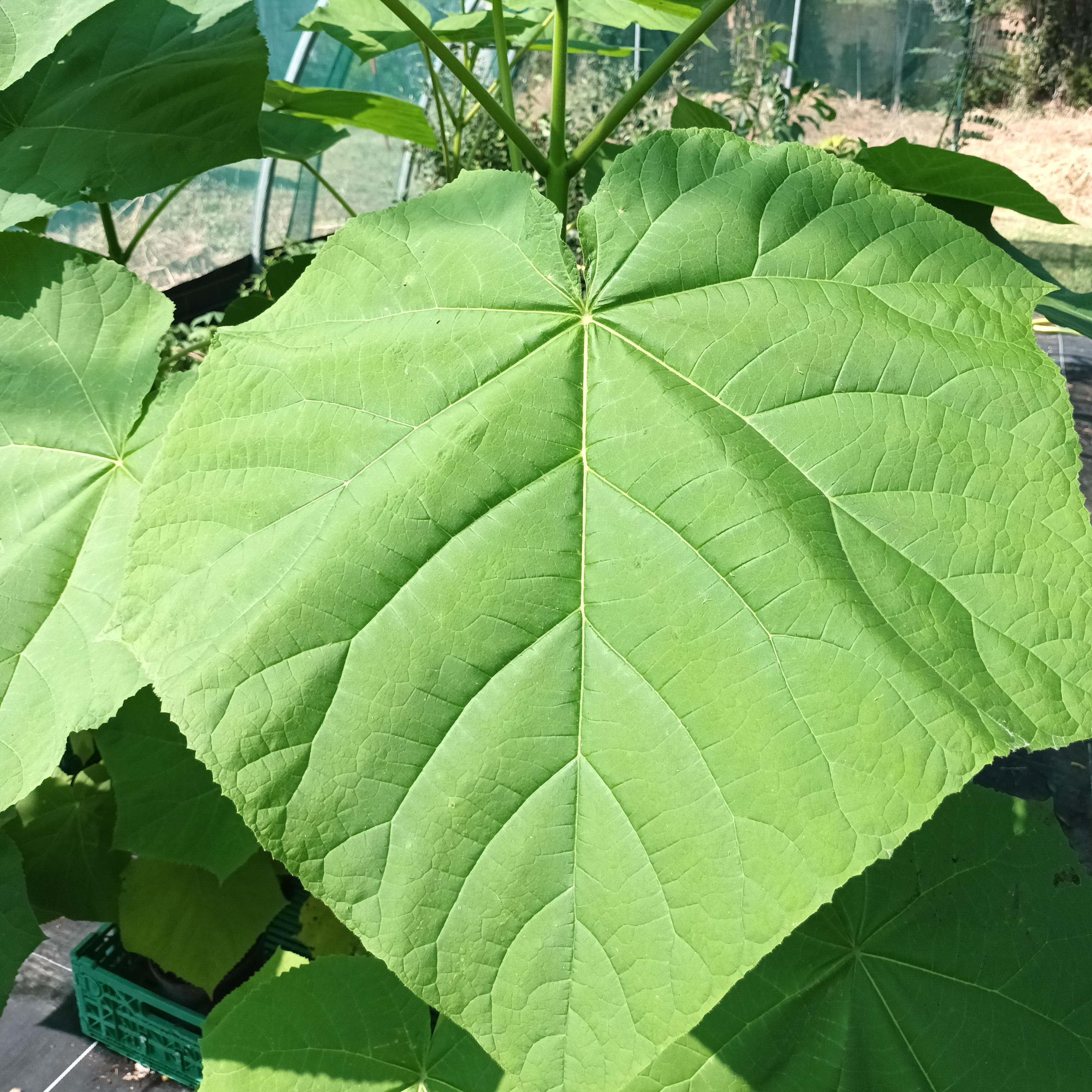 Paulownia impérial