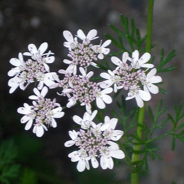 Fleurs de coriandre - Boîte