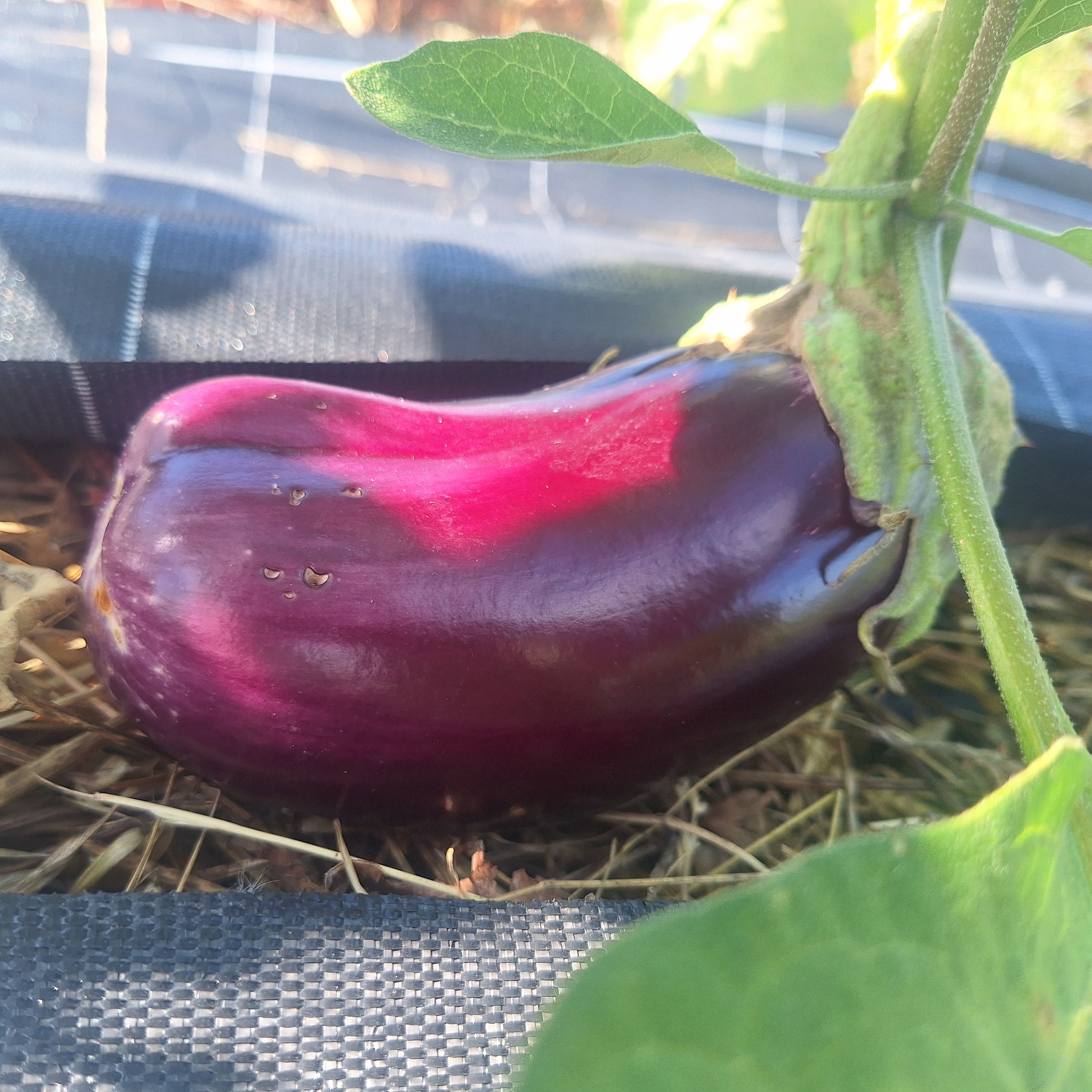 Aubergine violette