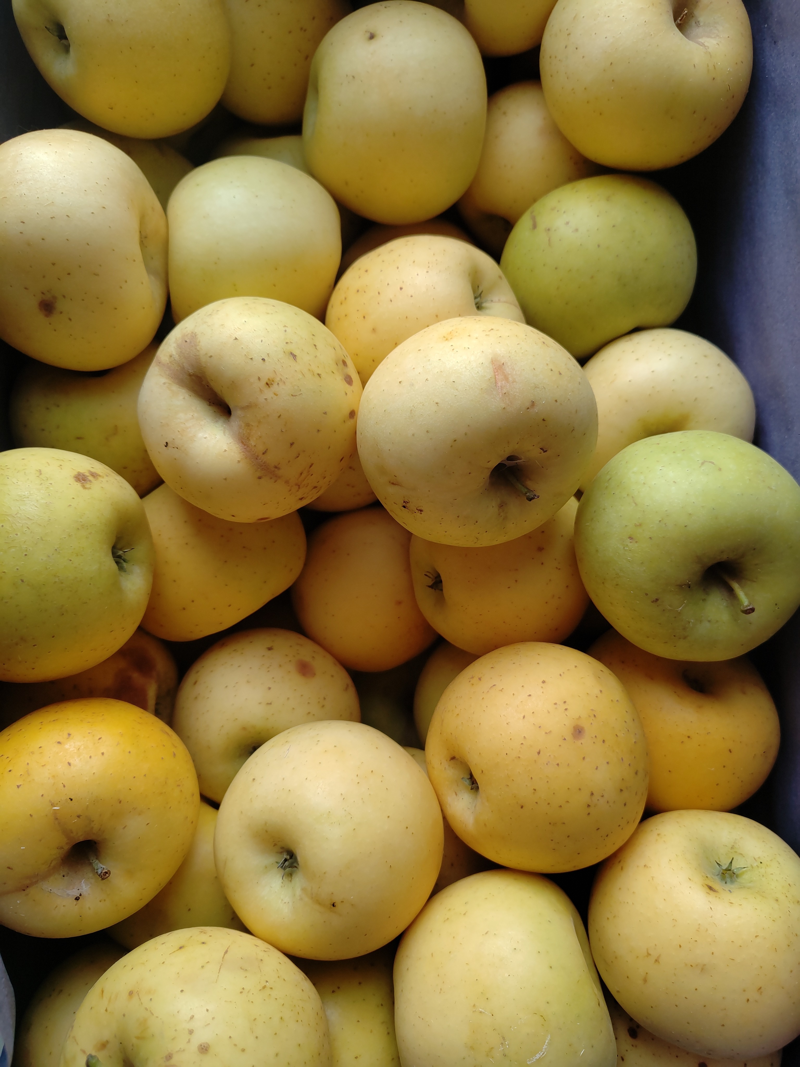 Pomme " Lafayette"