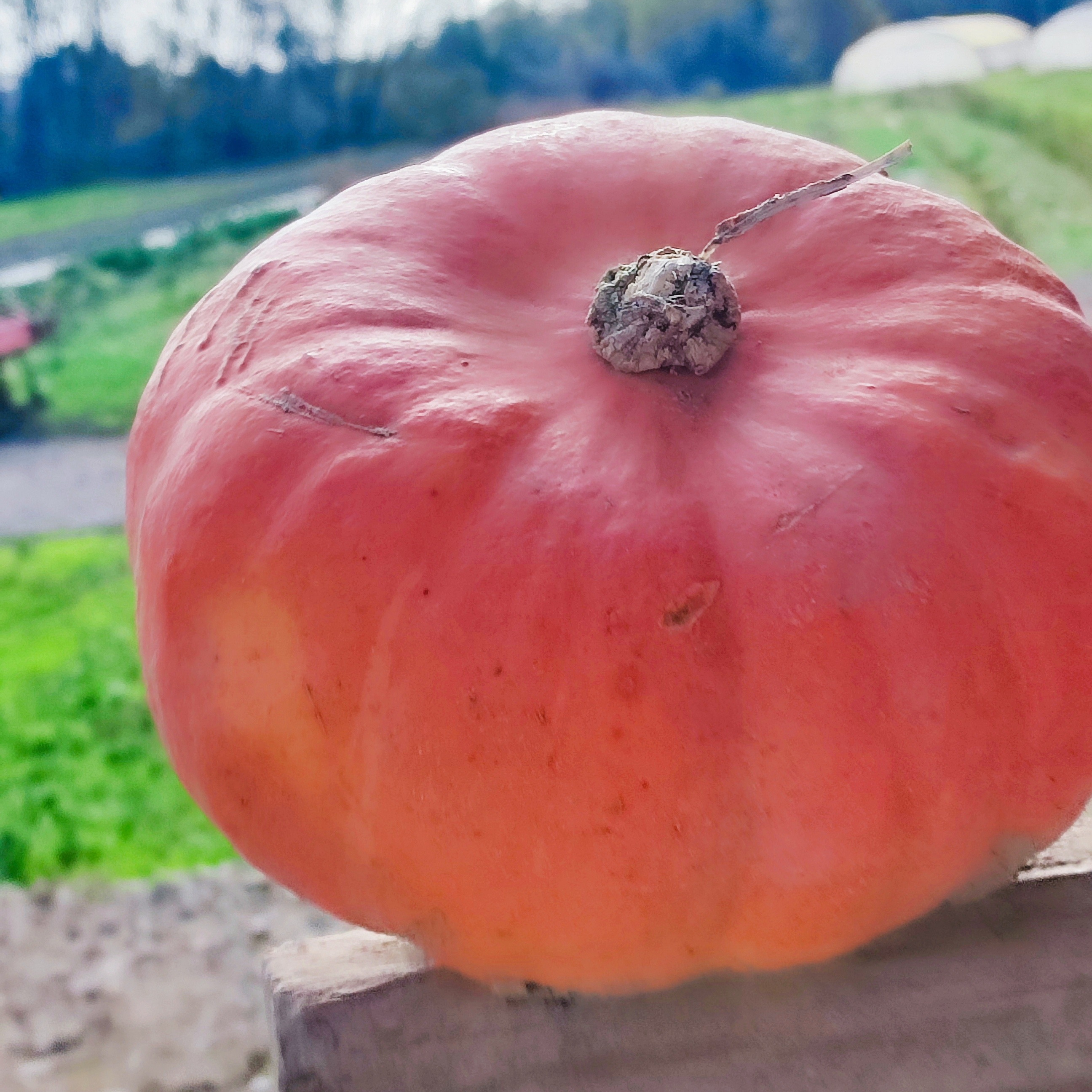 Courge Potimarron