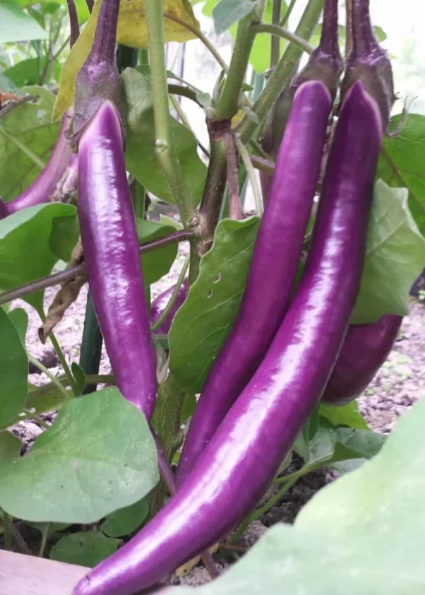 Aubergine Japanese pickling