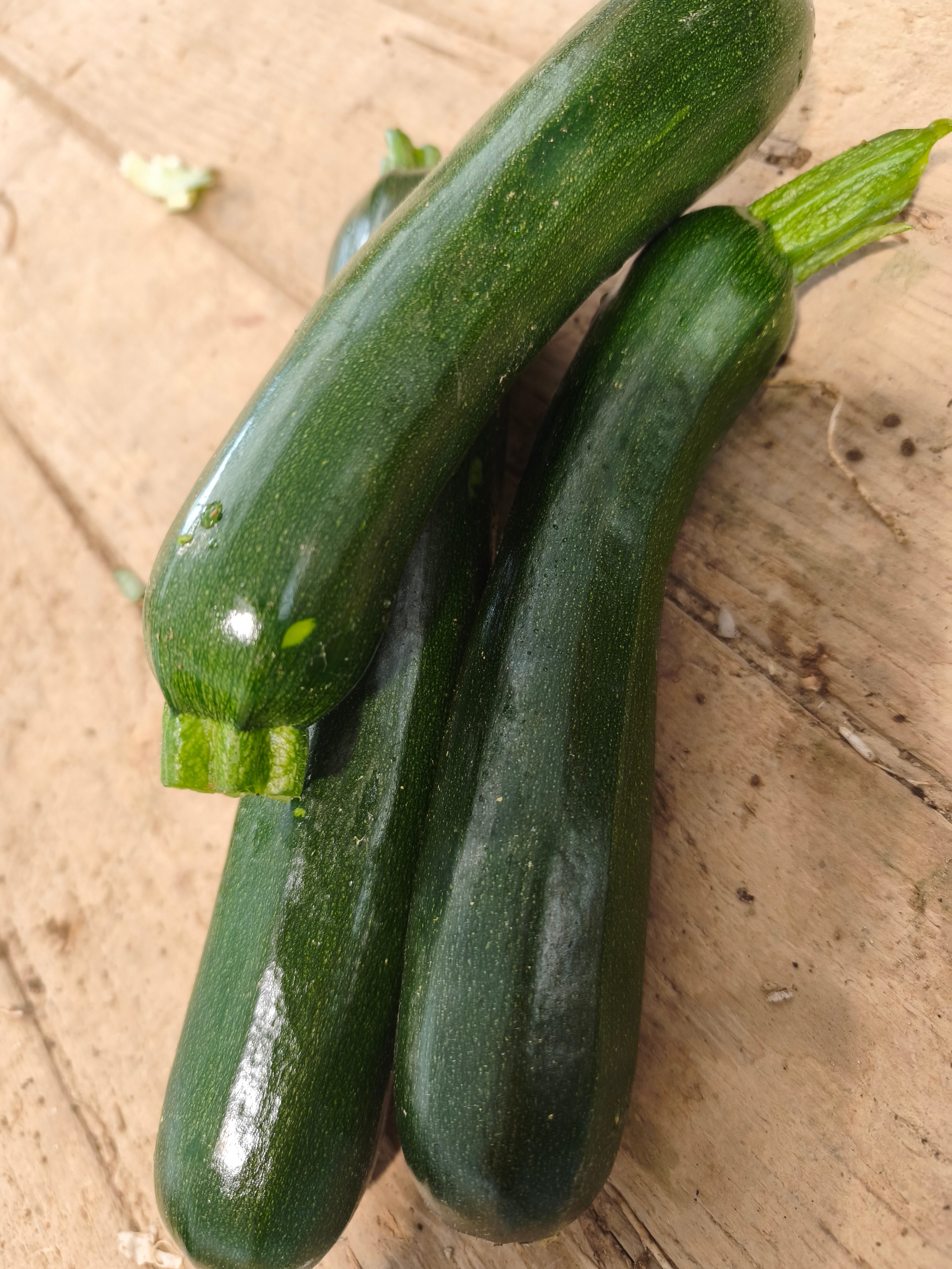 Courgette verte 14-21
