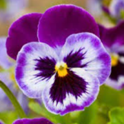 Fleur de pensée