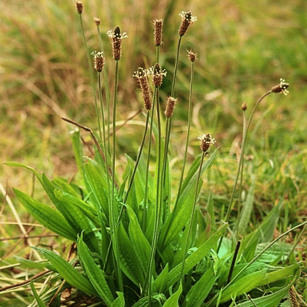 Plantain Lancéolé - 30g