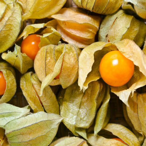 PHYSALIS PRUNE DES INCAS Bio