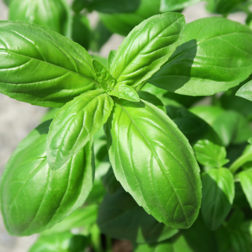 BASILIC GRAND VERT Bio