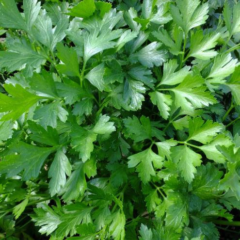 PERSIL PLAT Géant d’Italie Bio