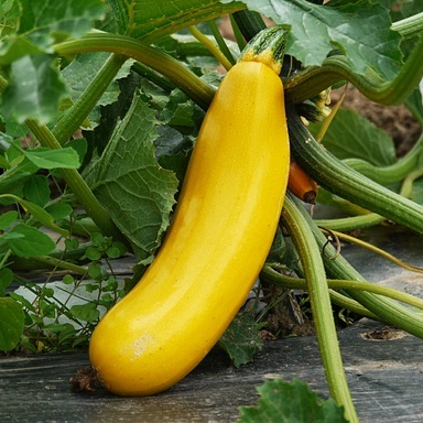 Courgette jaune