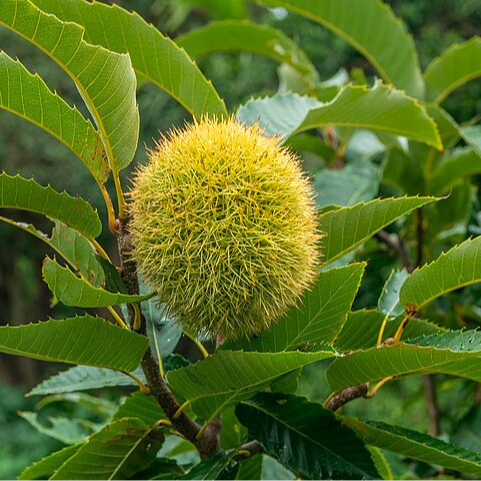 Châtaignier japonais - pot 2,5L