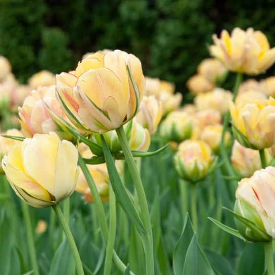 Bulbes Akebono - 190g