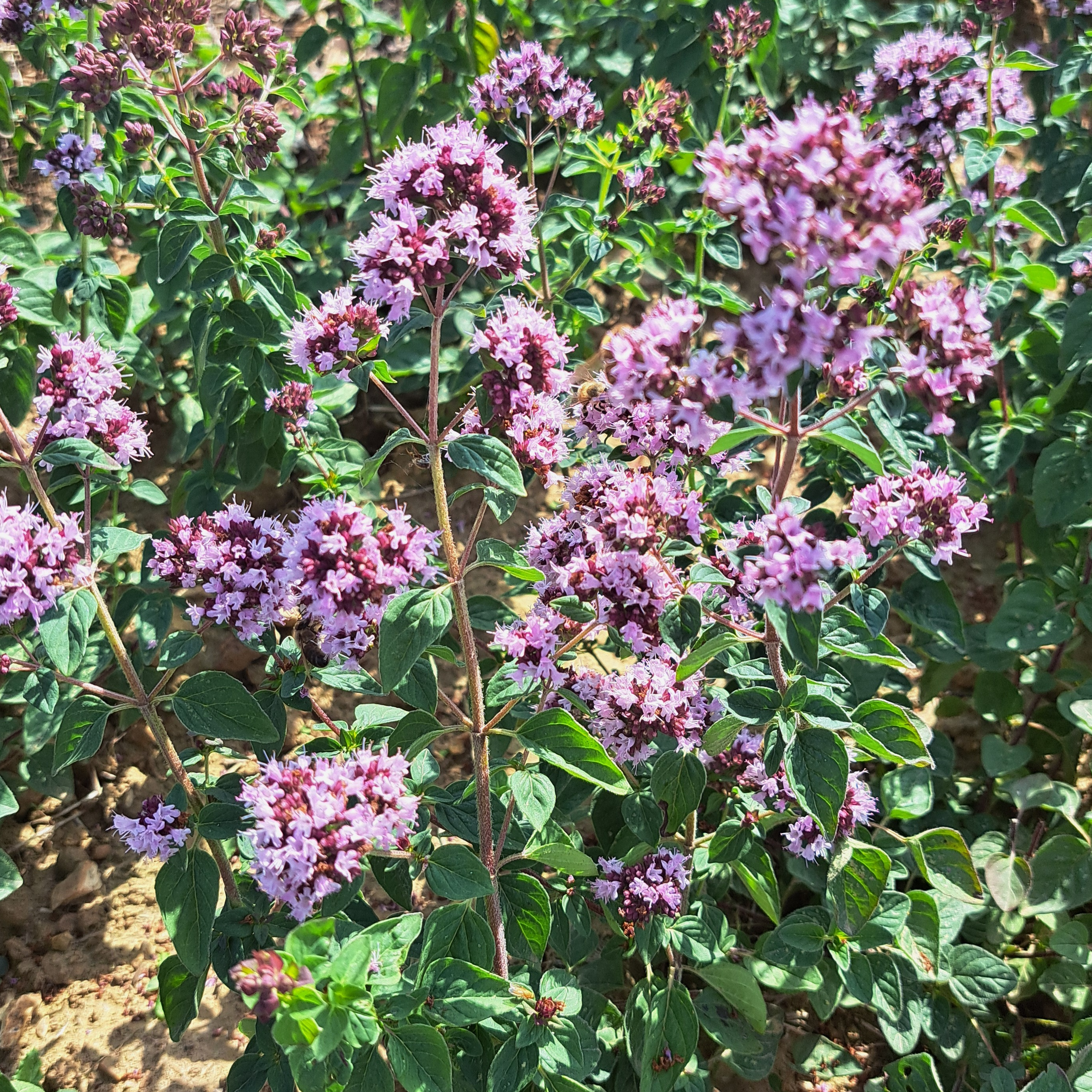 Origan séché - 10g