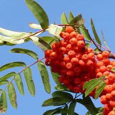 Sorbier des Oiseaux - Sorbus aucuparia