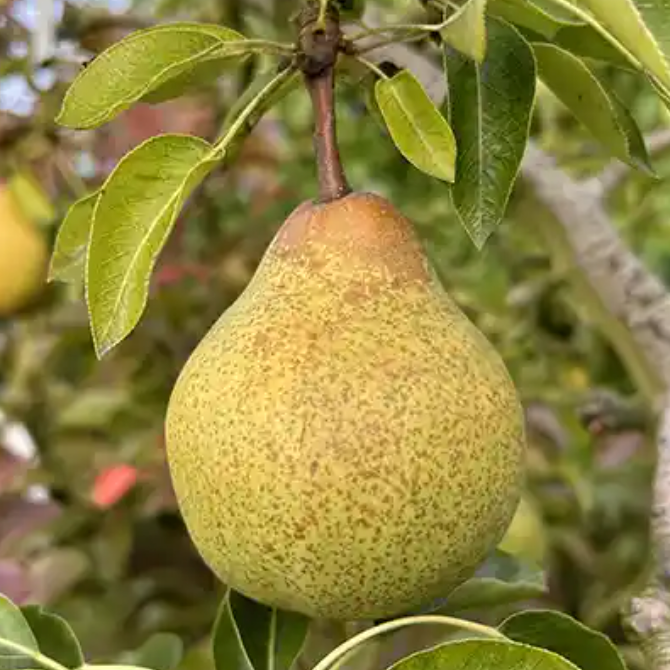 Poirier 'Packam's Triumph' / OHF87 Racines nues