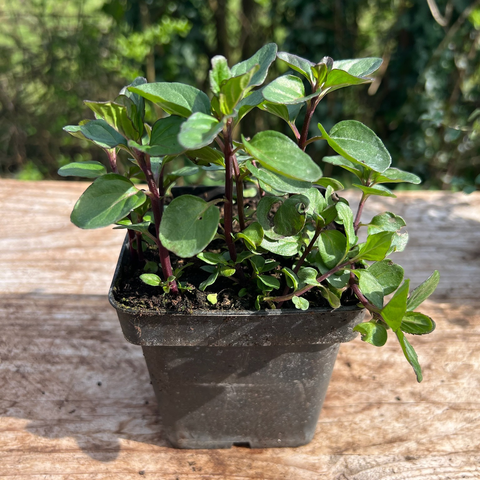 Plant Menthe Bergamotte Bio - 650g