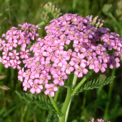 fleurs d' achilée rose (par 10)