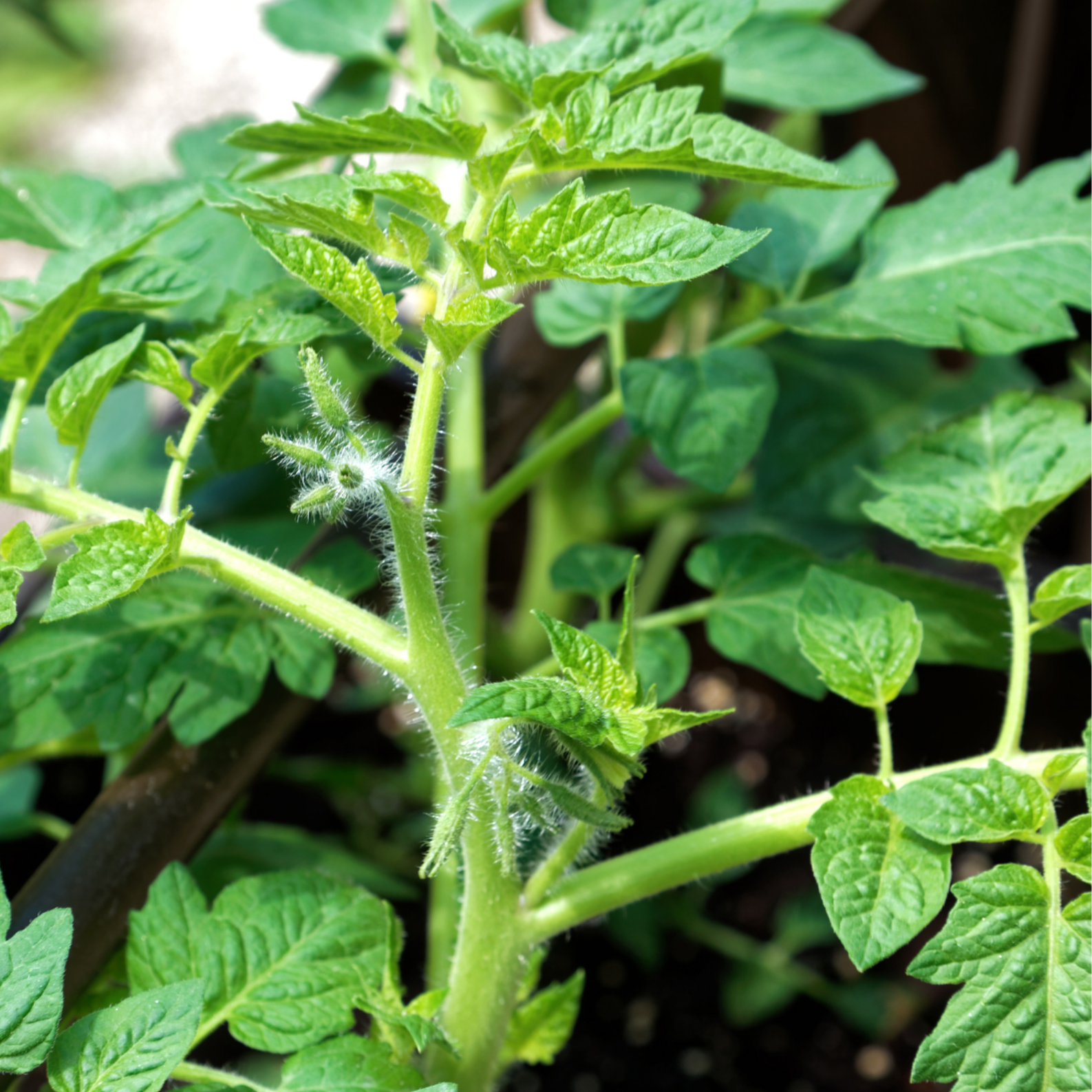 Plant de tomate ANANAS