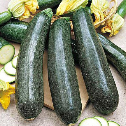 Plant - Courgette Black beauty