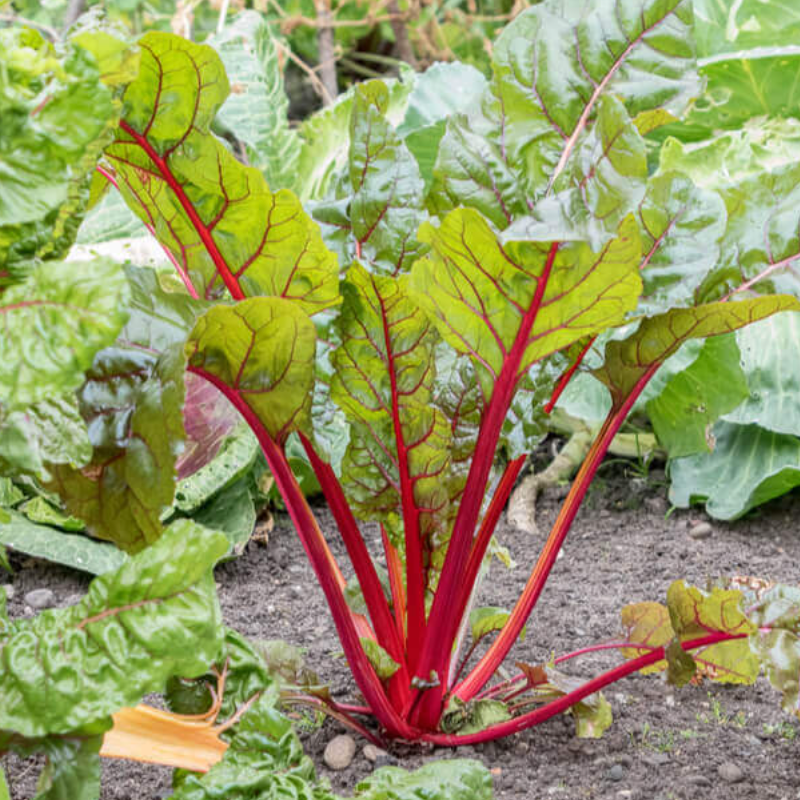 Rhubarbe 'Lider' Pot 1L
