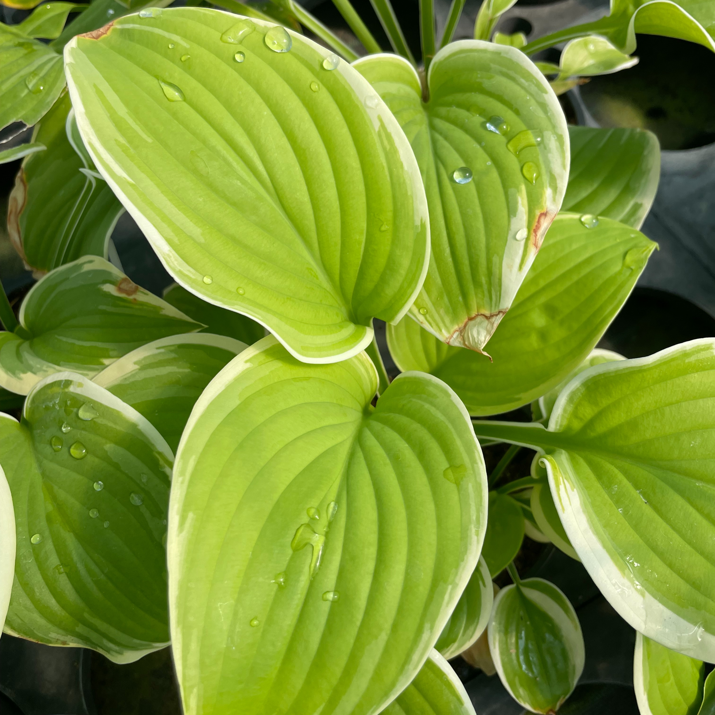 Hosta 'Diana Remembered'