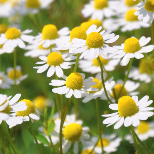 CAMOMILLE MATRICAIRE Bio