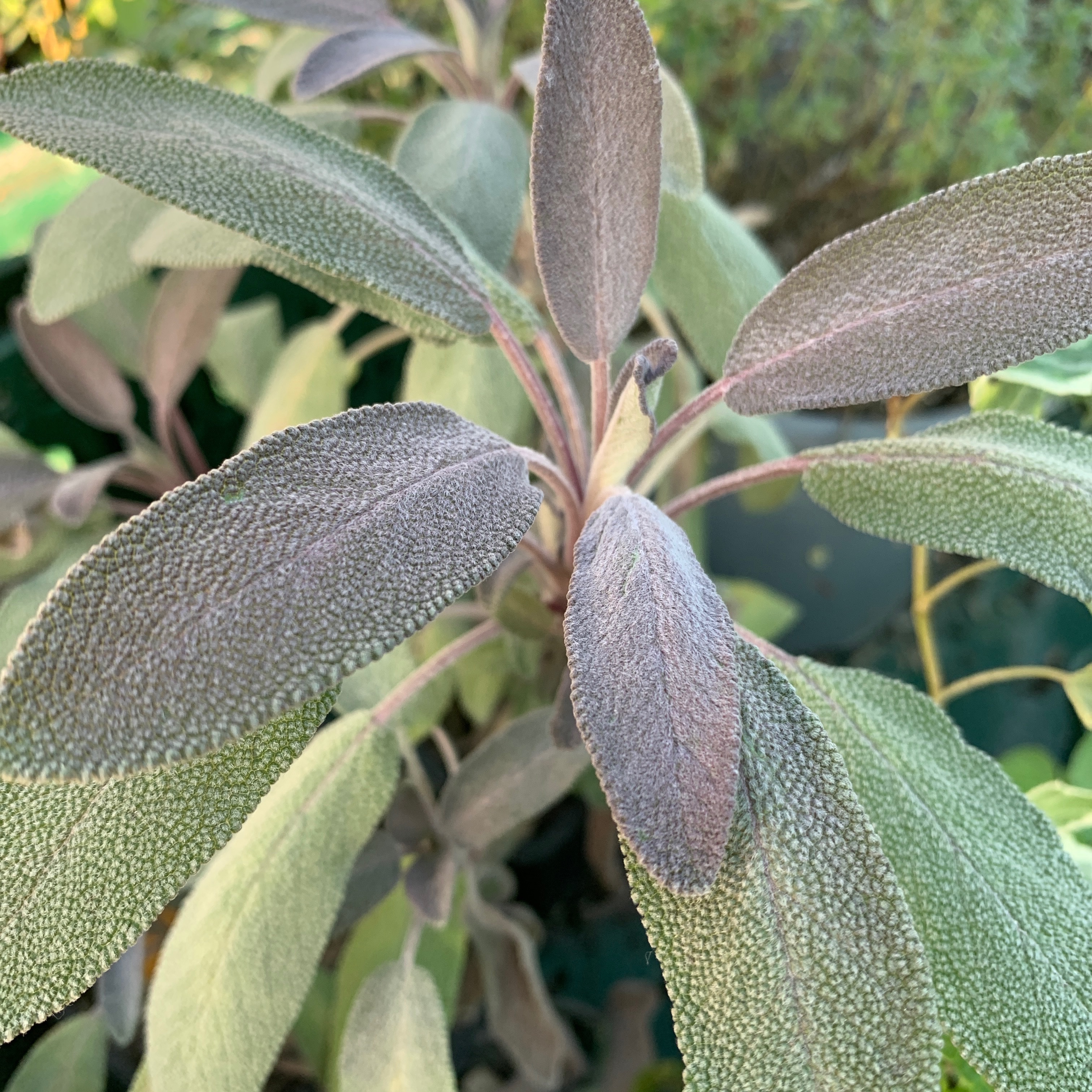 Sauge pourpre - gdt 9