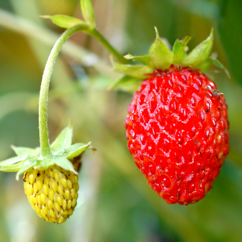 FRAISIER MARA DES BOIS Bio